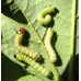 Rosy Maple Silkmoth (Sycamore Silkmoth) Dryocampa rubicunda 15 eggs